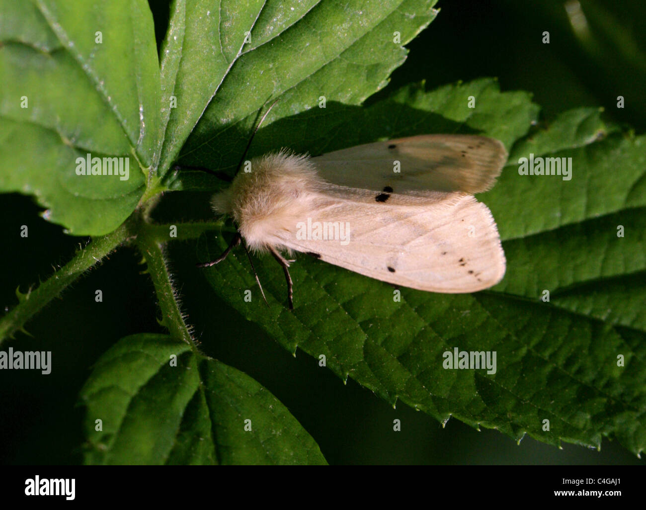 Buff hyponomeute du pommier, Spilosoma luteum, Arctiinae, Arctiidae, Noctuoidea, lépidoptères. Syn. Spilarctia Spilosoma luteum, jaunes. Banque D'Images