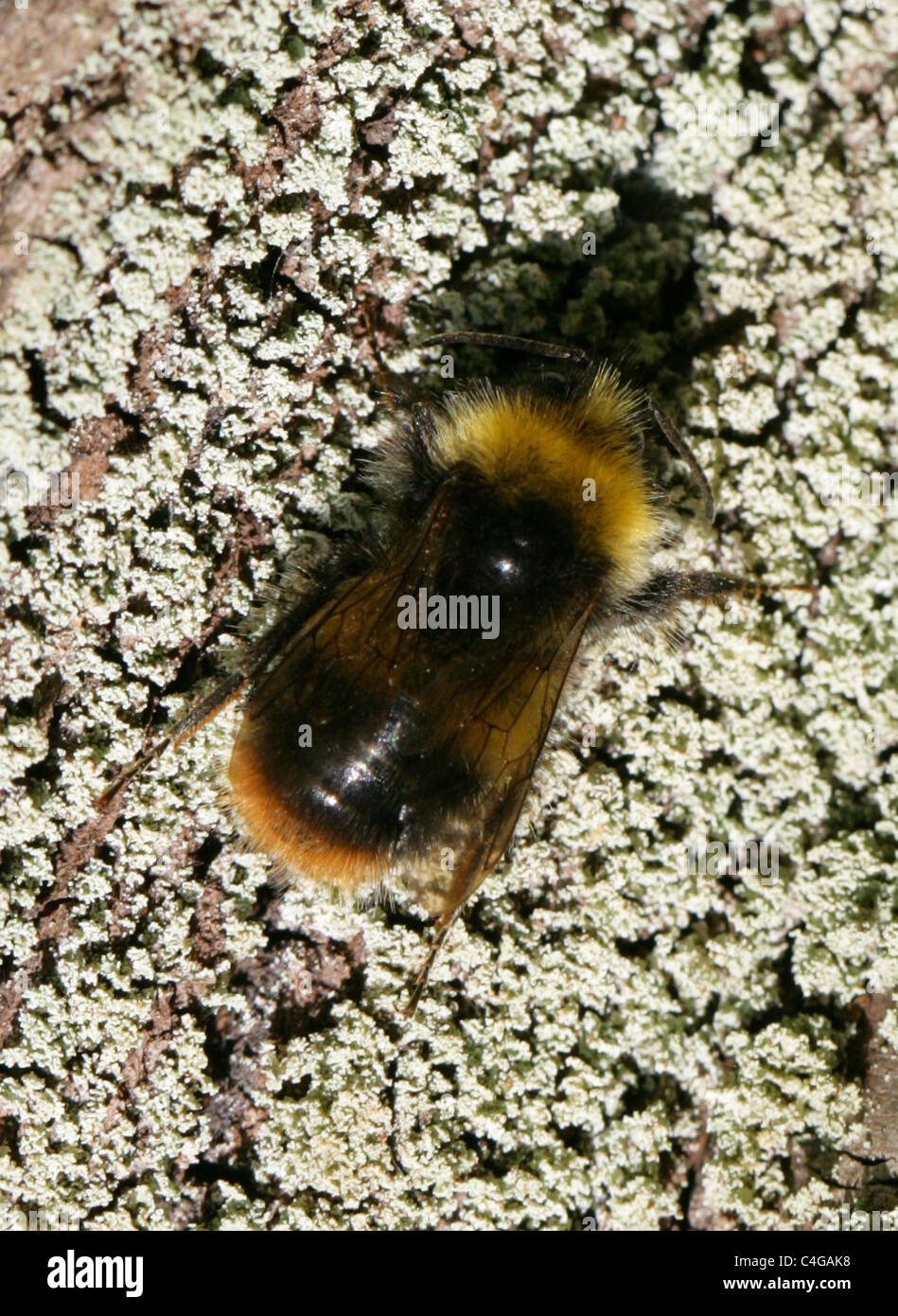 Début de Bumblebee (femelle, Reine), Bombus pratorum, Apinae, Apidae, Apoidea, Apocrita, Hyménoptères. Banque D'Images