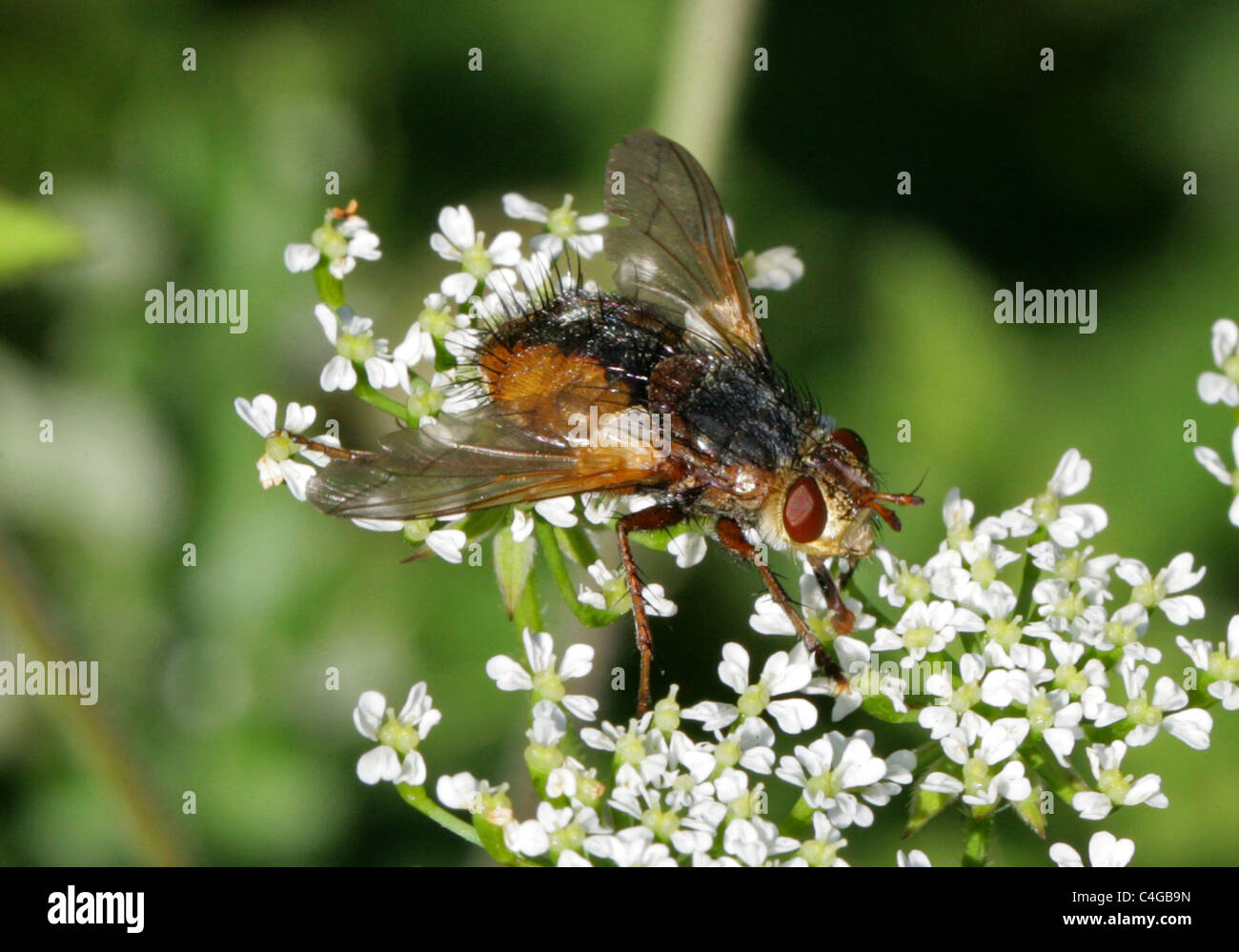 Tachinaire, Tachina fera, Tachininae, Tachinidae, Diptères Aka Fly Pou, fièvre voler, voler sur Tachnid Umbellifer. Une mouche parasite Banque D'Images