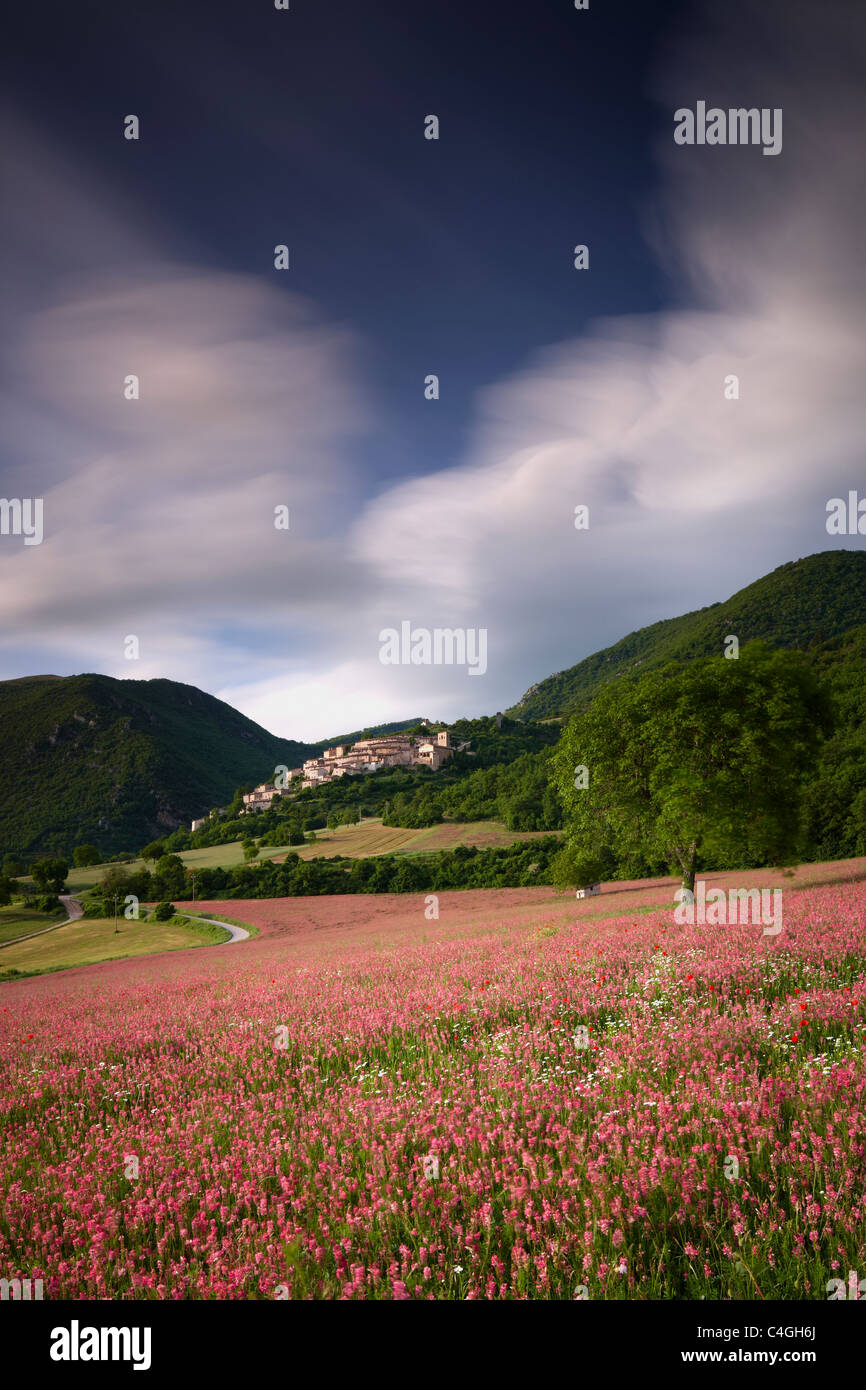 Un champ de sainfoin sous le village de Campi Vechio, la Valnerina, parc national Monti Sibillini, Ombrie, Italie Banque D'Images