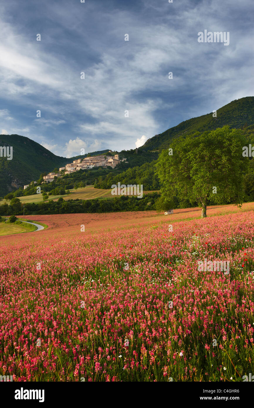 Un champ de sainfoin sous le village de Campi Vechio, la Valnerina, parc national Monti Sibillini, Ombrie, Italie Banque D'Images