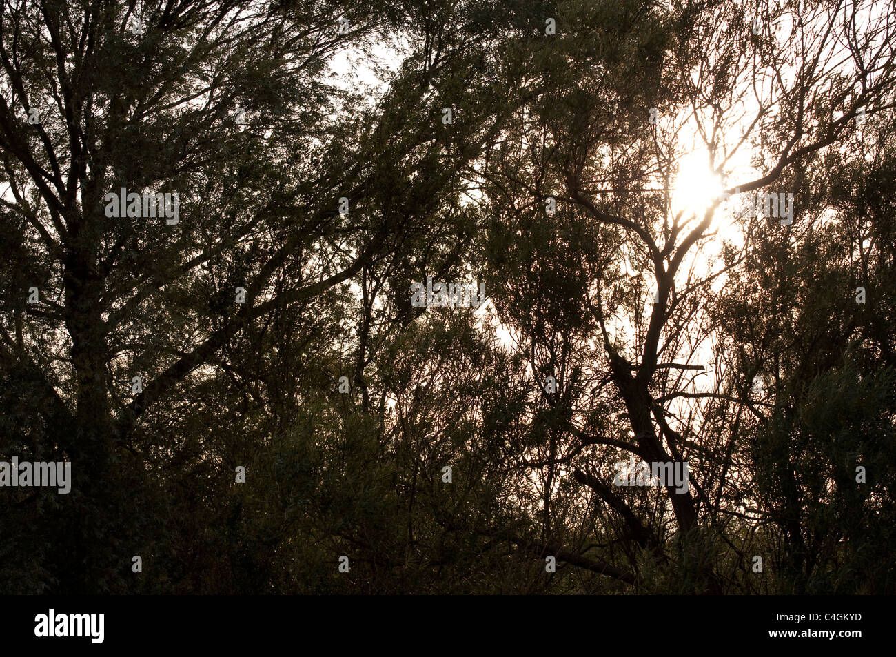 Soleil qui brille à travers les arbres de saule en silhouette - avec le mouvement et l'effet sépia. UK Banque D'Images