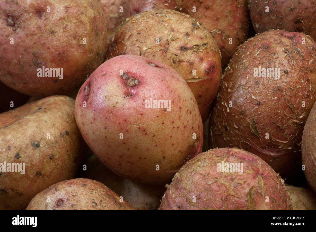 La pomme de terre (Solanum tuberosum Reichskanzler), des tubercules. Banque D'Images