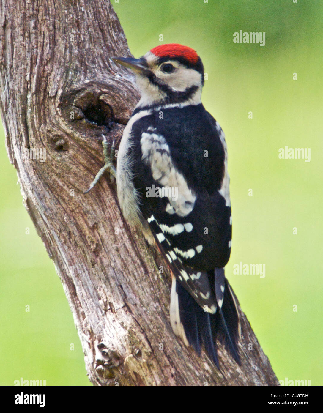 Plus grand pic mar (Dendrocopos major) parfois appelé pic originaire de l'UK un oiseaux forestiers Banque D'Images