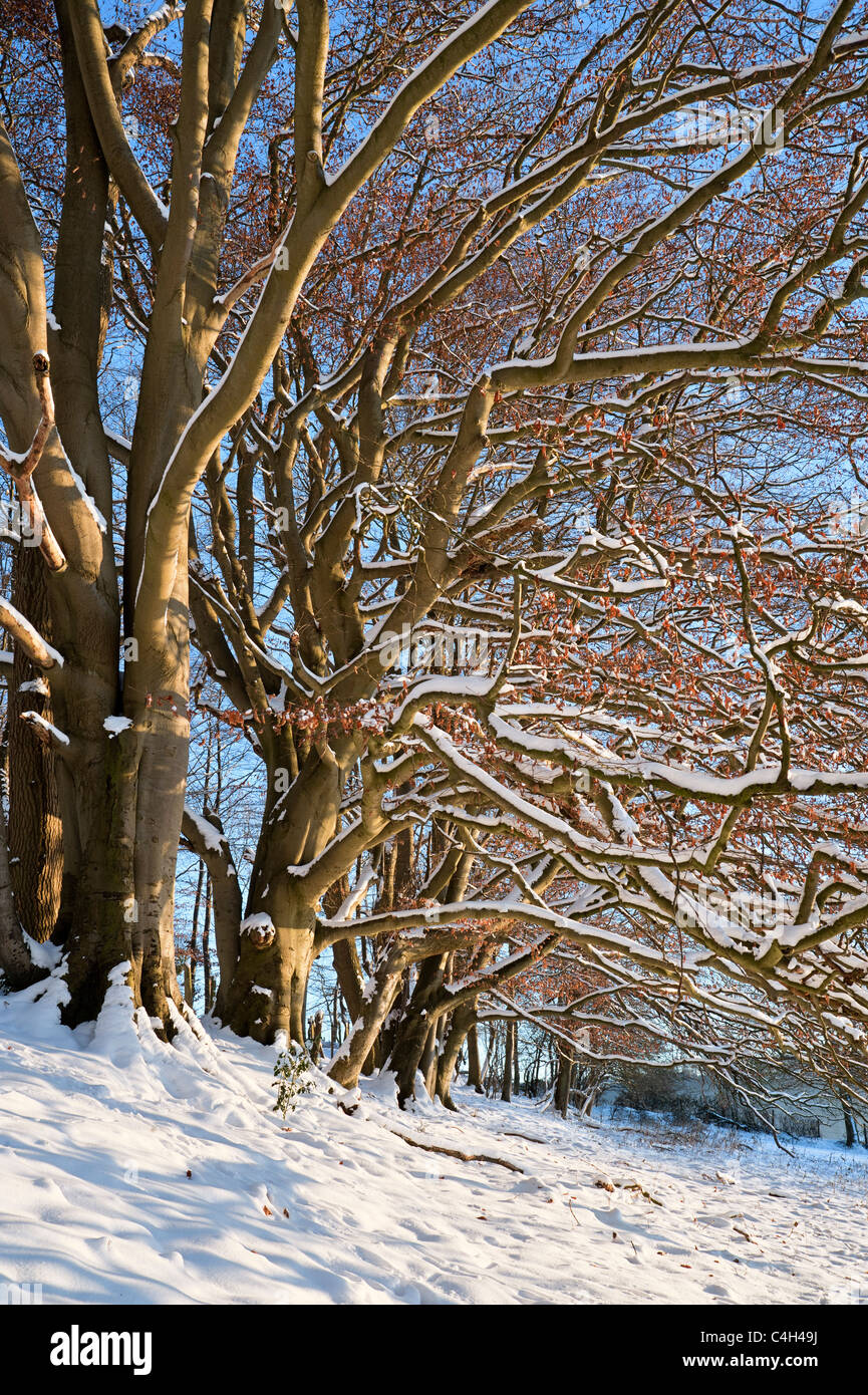 Scène d'hiver de hêtres dans la neige en Saltridge, Bois Cranham, Gloucestershire Banque D'Images