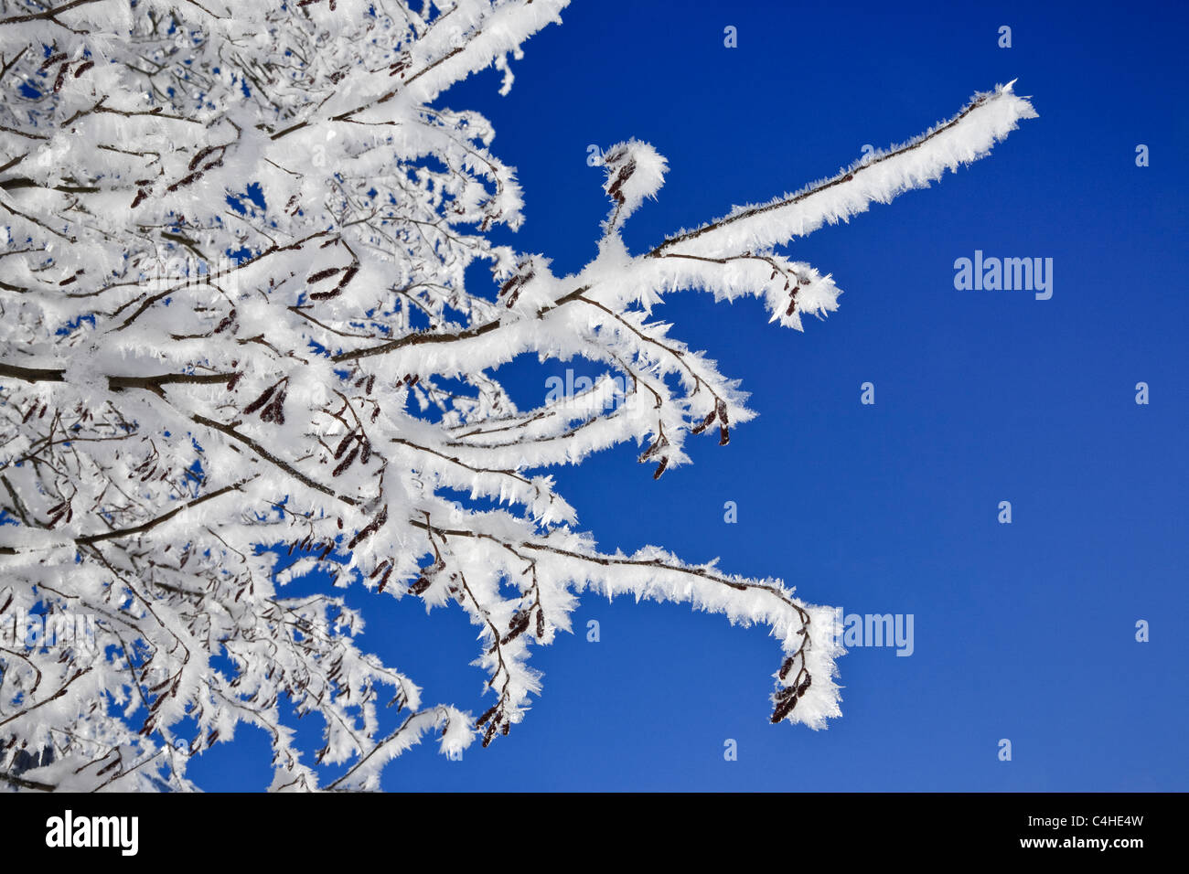 Le givre blanc sur les branches d'un noisetier contre un ciel bleu clair par temps froid l'hiver. L'Autriche, de l'Europe. Banque D'Images