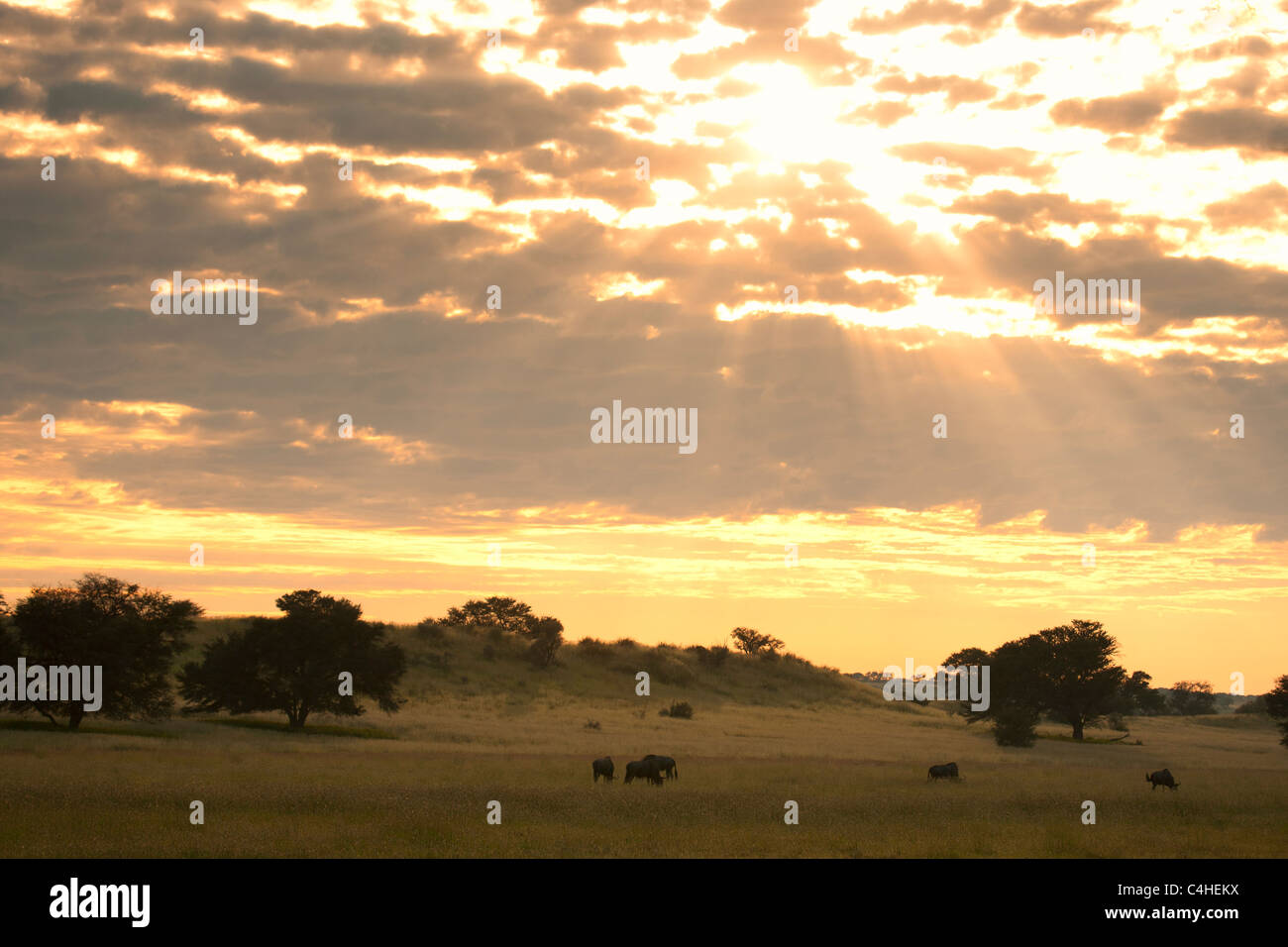 Au coucher du soleil, de la rivière Auob Transfontier Kgalagadi Park, Afrique du Sud Banque D'Images