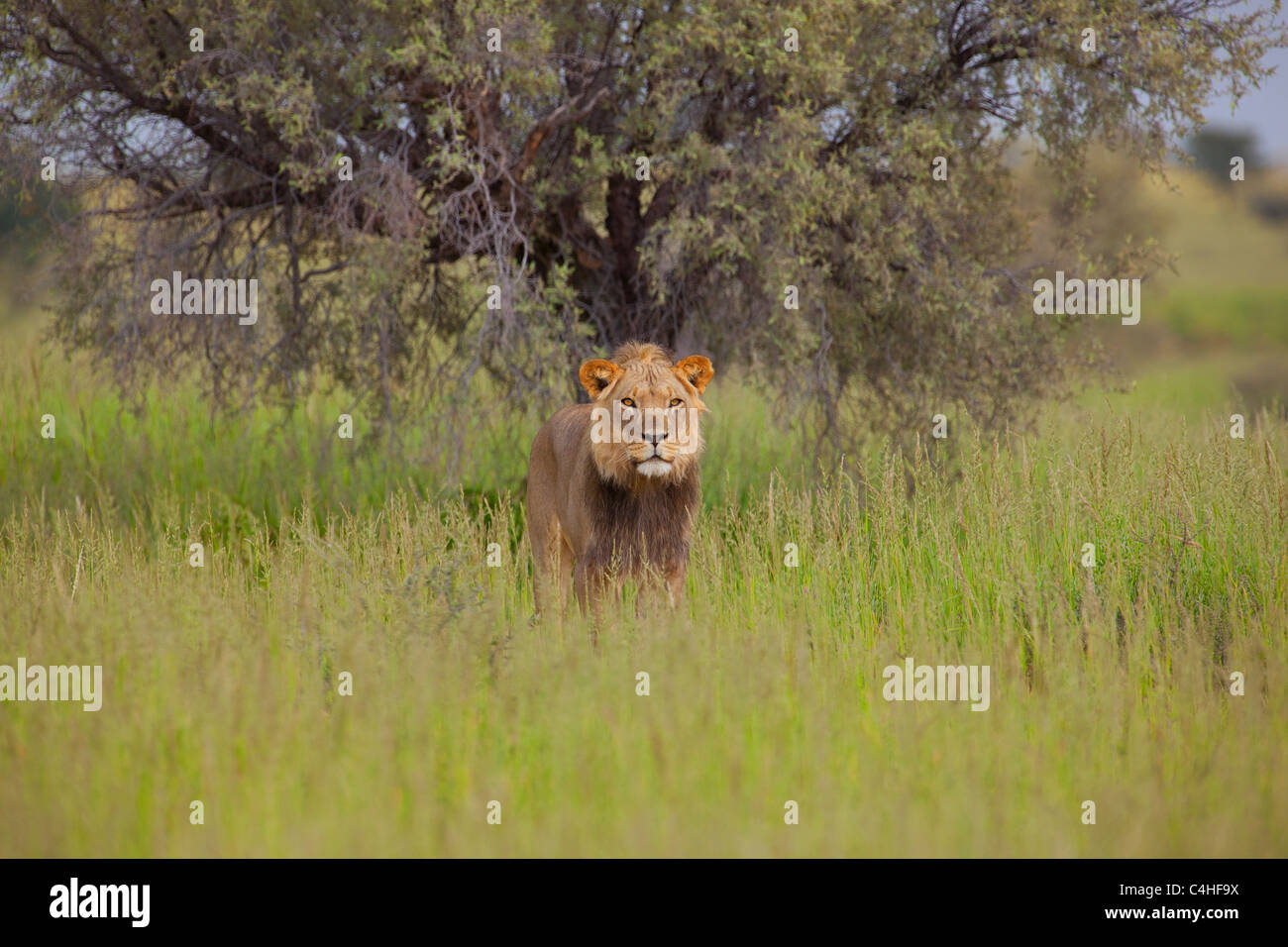 Young male lion (Panthera leo) dans Transfontier Kgalagadi Park, Afrique du Sud Banque D'Images
