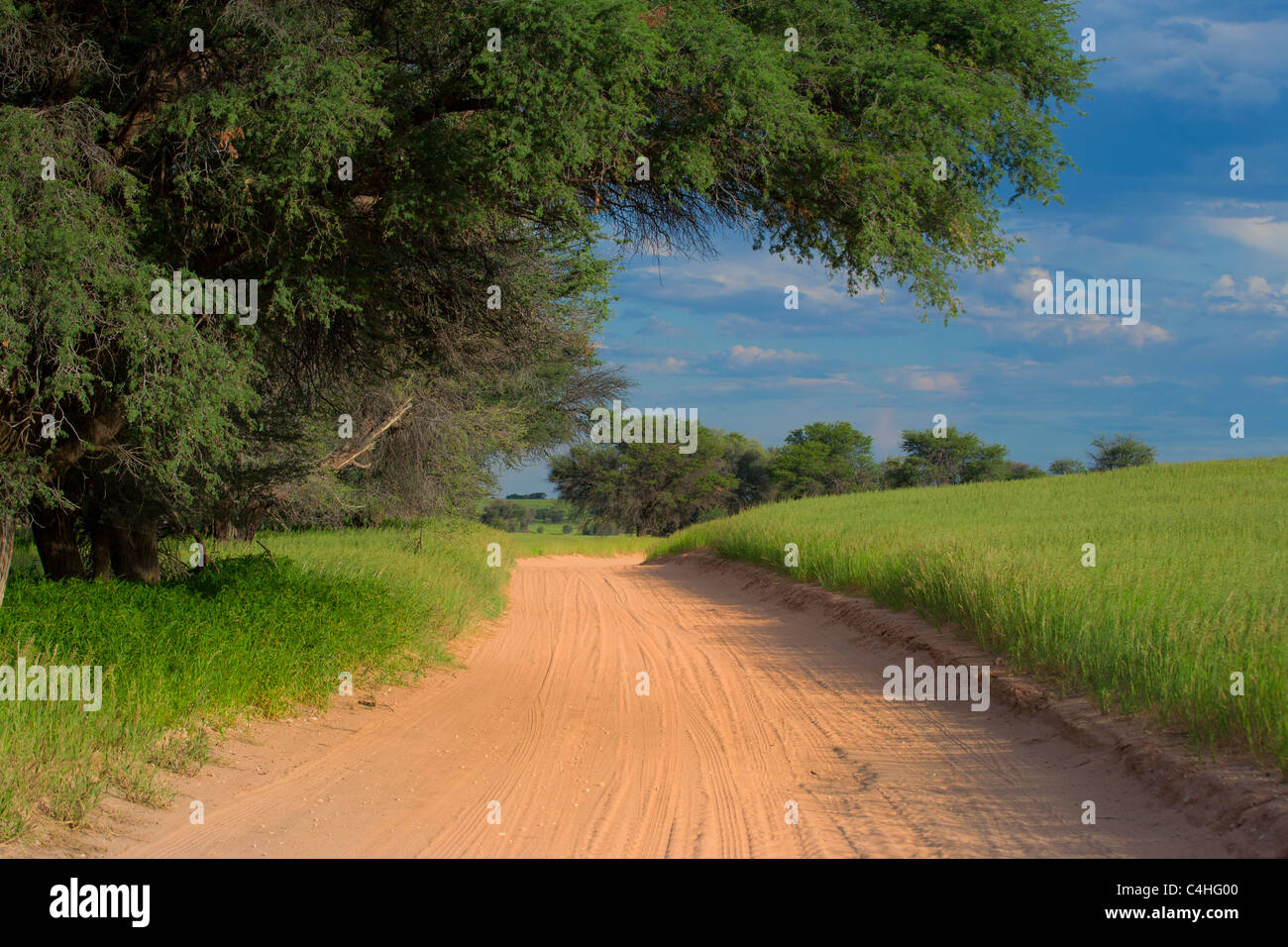 Piste de gravier dans le Transfontier Kgalagadi Park, Afrique du Sud Banque D'Images