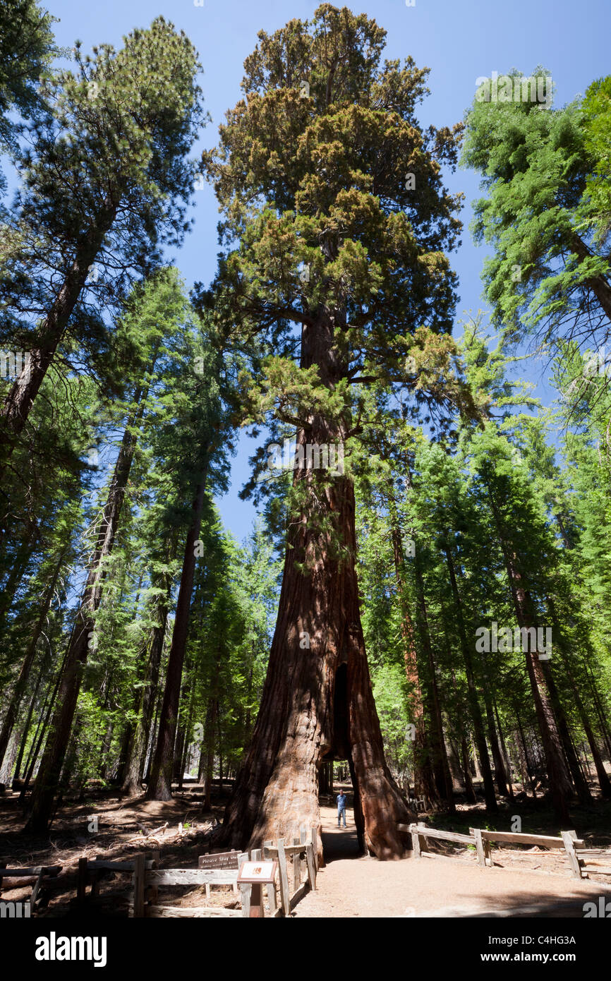 Mâle adulte debout à l'entrée du célèbre 'Tunnel tree" ajoute l'échelle pour un arbre Séquoia géant à Mariposa Grove de Yosemite National Park California USA Banque D'Images