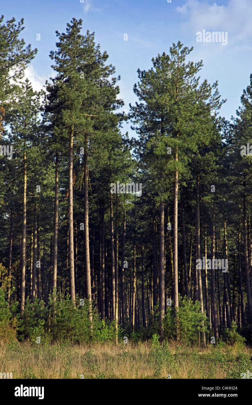 La forêt de conifères avec des pins noirs (Pinus nigra), Belgique Banque D'Images