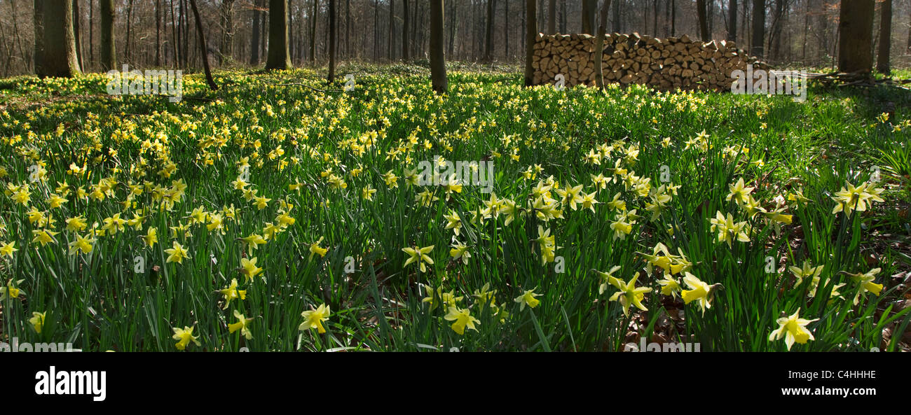 Les jonquilles sauvages / prêté lily (Narcissus pseudonarcissus) en forêt Banque D'Images