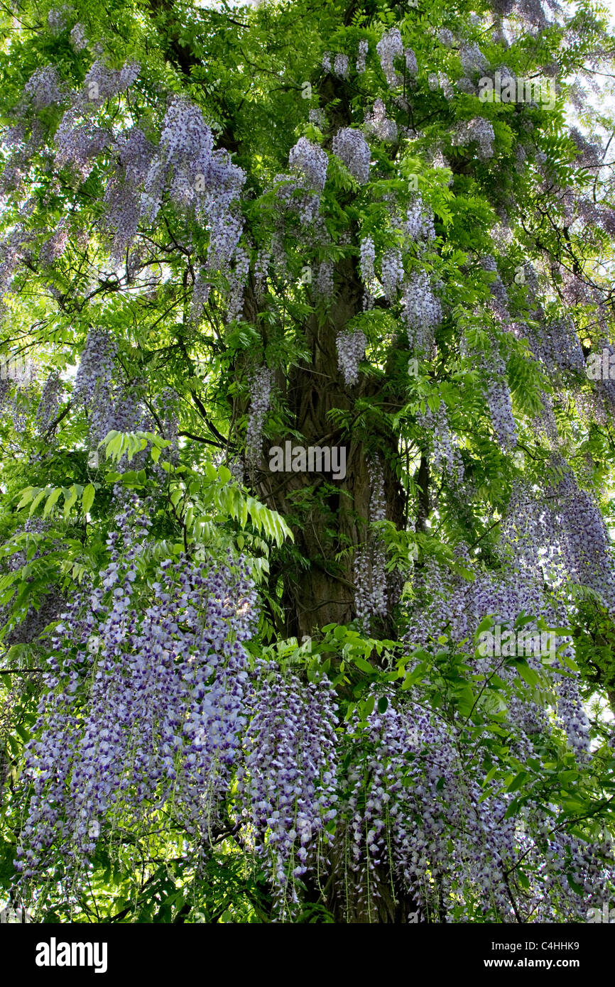 Wisteria floribunda (glycine du Japon) floraison autour de tree Banque D'Images