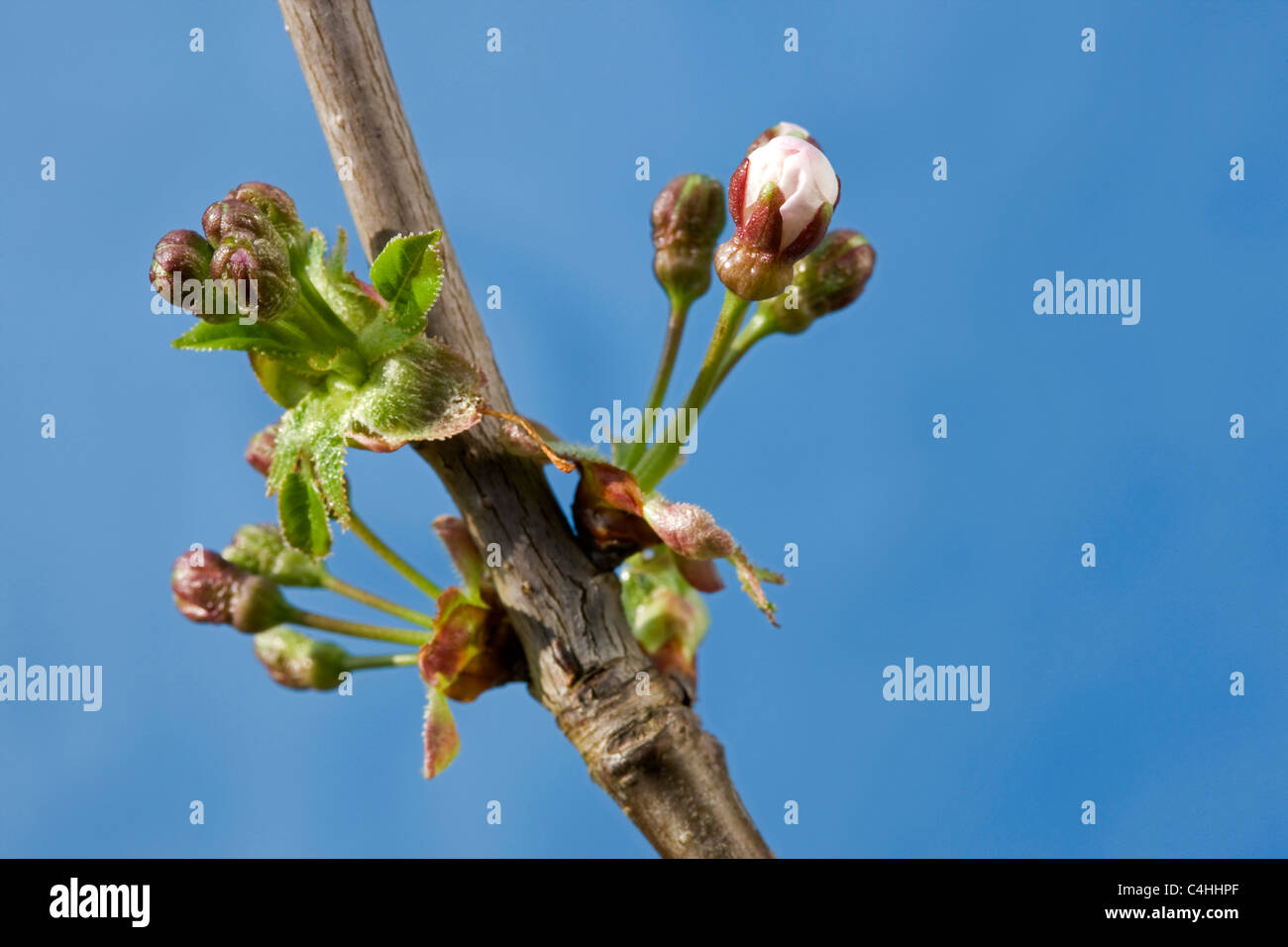Wild Cherry / Sweet cherry (Prunus avium), l'éclatement des bourgeons et des fleurs au printemps, la Belgique en émergence Banque D'Images