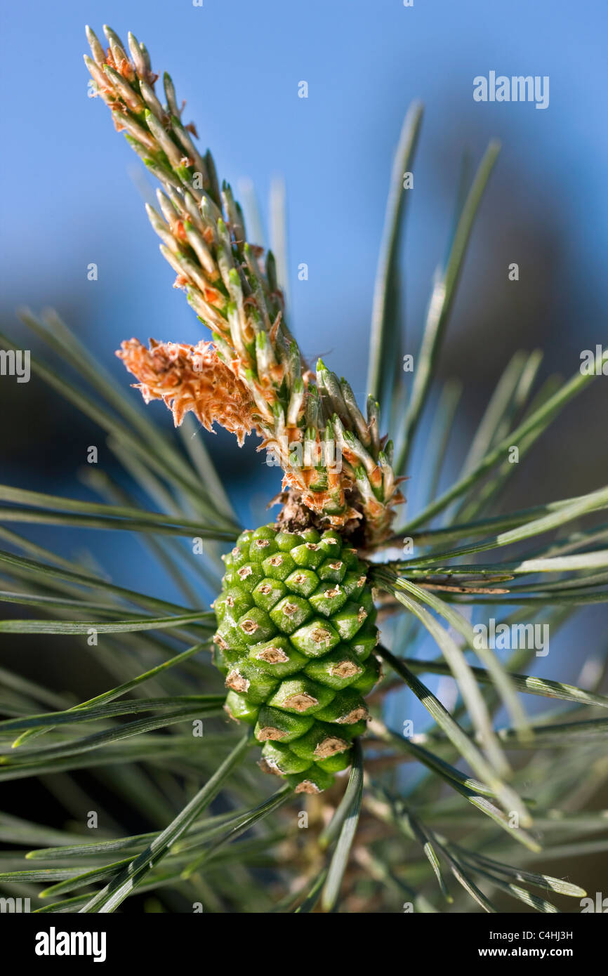 Le pin sylvestre (Pinus sylvestris) fleurs femelles sur pointe de bud avec un cône d'un an, la Belgique Banque D'Images