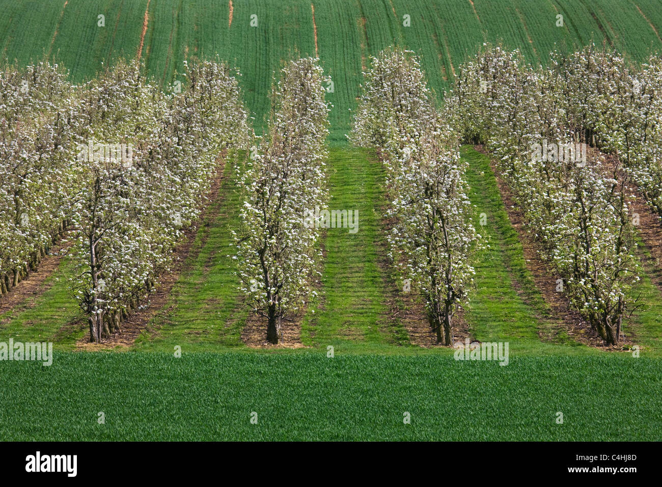 Verger avec des poiriers (Pyrus) s'épanouit au printemps, la Hesbaye, Belgique Banque D'Images