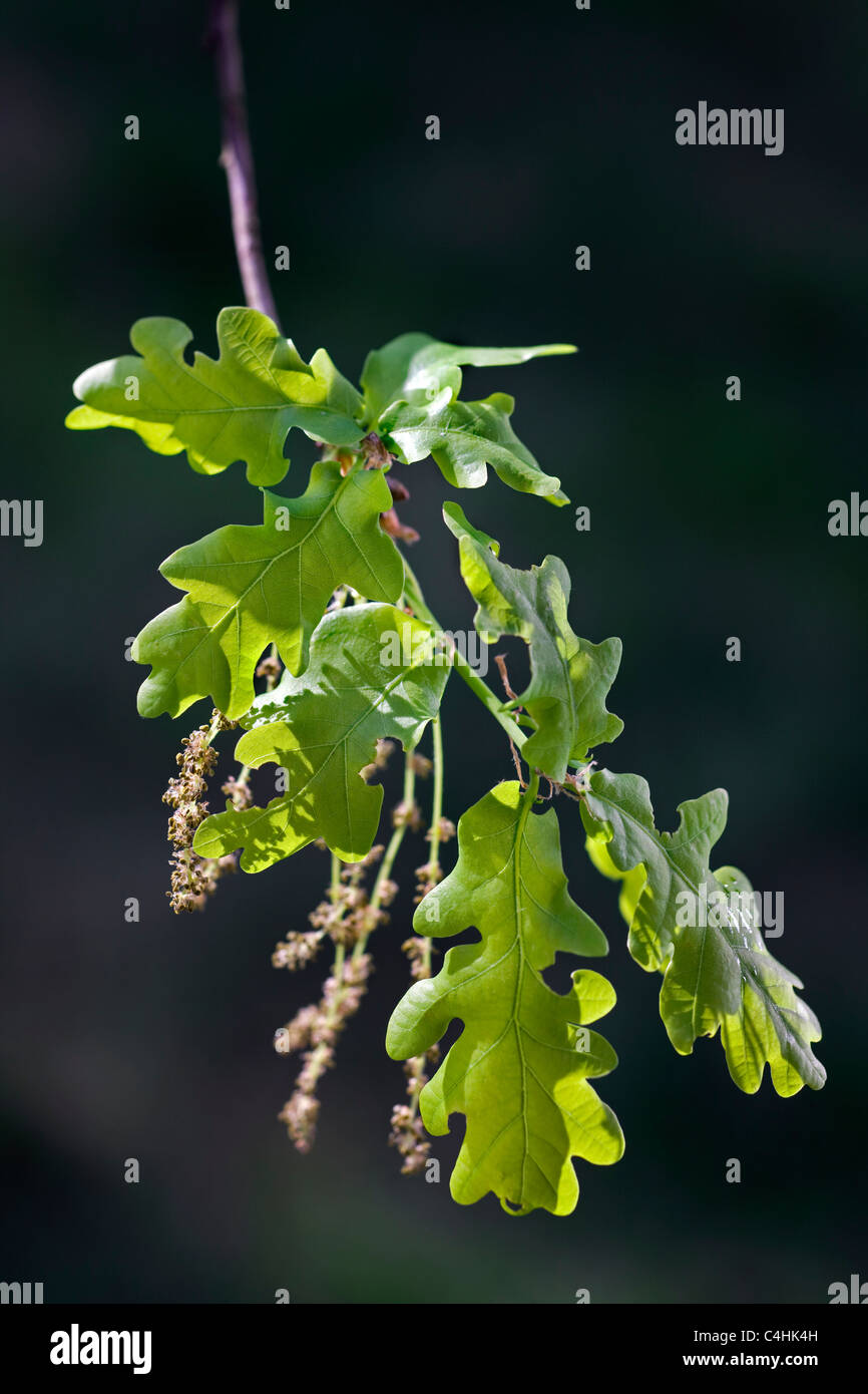 Le chêne pédonculé / chêne pédonculé (Quercus robur) Feuilles et fleurs mâles, Belgique Banque D'Images