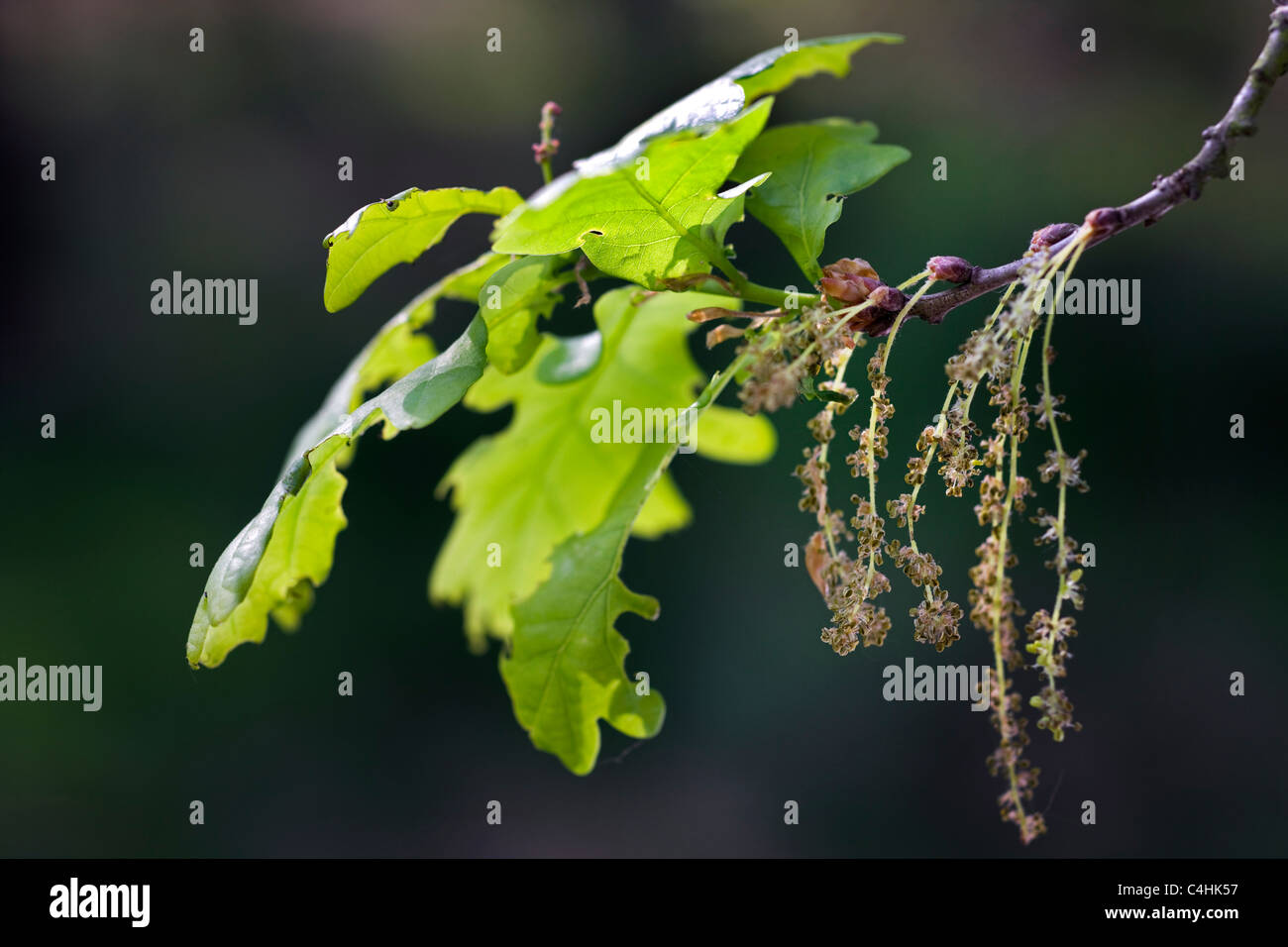 Le chêne pédonculé / chêne pédonculé (Quercus robur) Feuilles et fleurs mâles, Belgique Banque D'Images