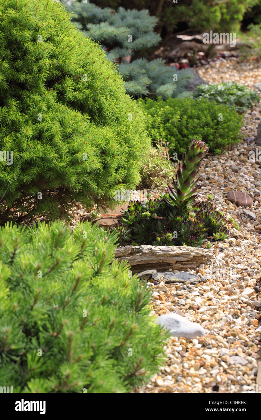 Gros plan sur un Houseleek sur le point de fleurir dans une rockery de jardin, Royaume-Uni Banque D'Images