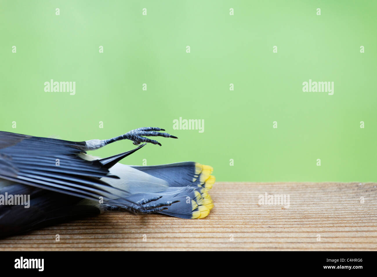 Un oiseau mort, espèce Jaseur Banque D'Images