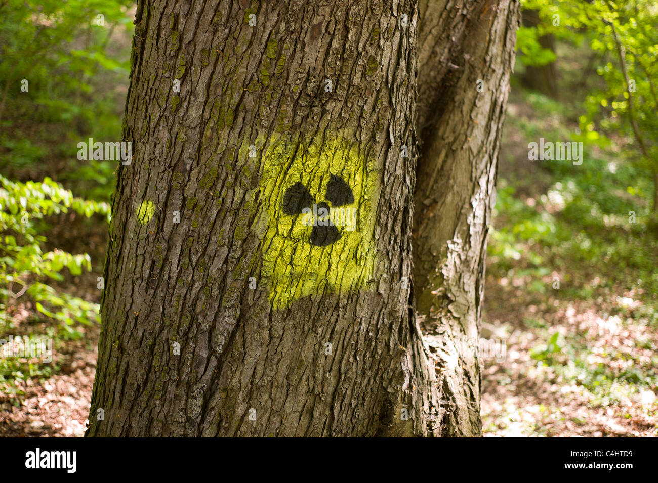 Graffito / graffitis : Noir et jaune symbole de rayonnement (trèfle) châtré sur sur le tronc d'un arbre à Munich, Allemagne Banque D'Images