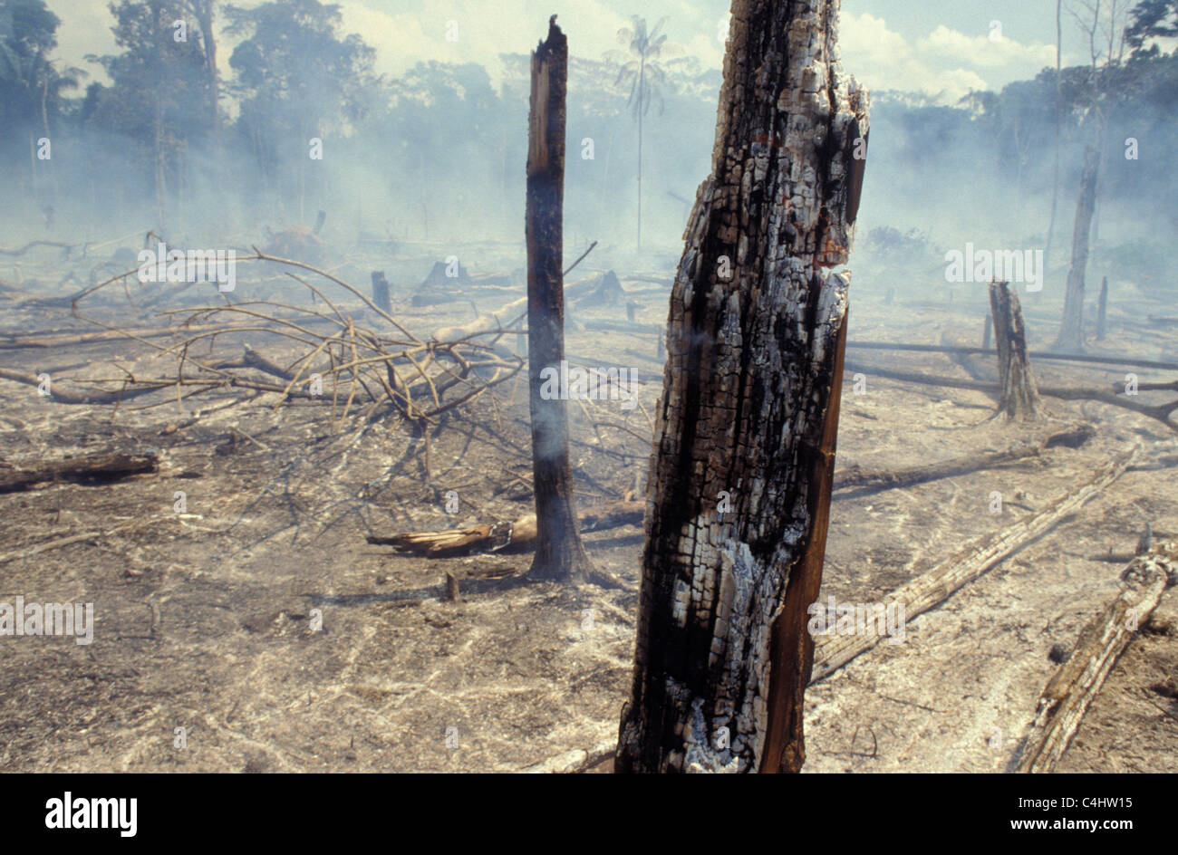 Defrichage La déforestation Banque de photographies et d’images à haute résolution ...