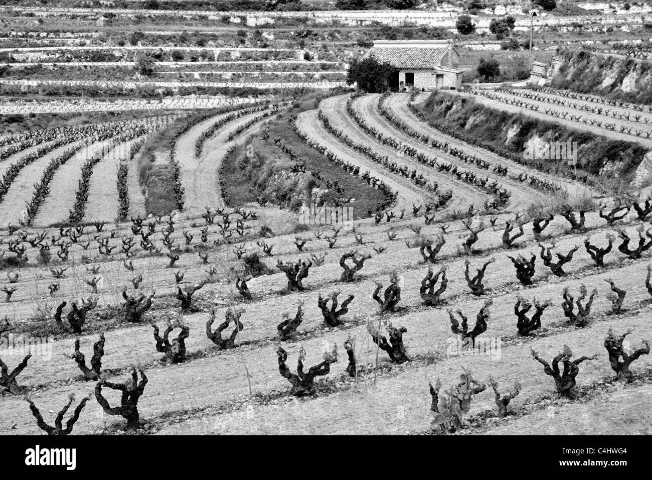 Vignoble en terrasses, Benitachell, Costa Blanca, Espagne. Banque D'Images