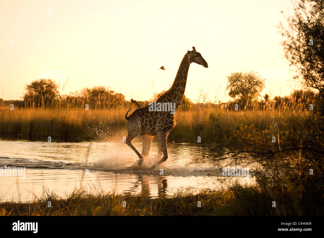 Girafe (Giraffa camelopardalis) couvrant une zone inondée dans le Delta de l'Okavango, au Botswana Banque D'Images