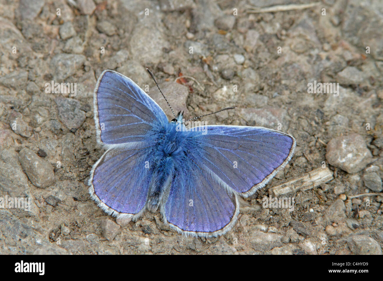 Papillon Bleu commun adultes Banque D'Images