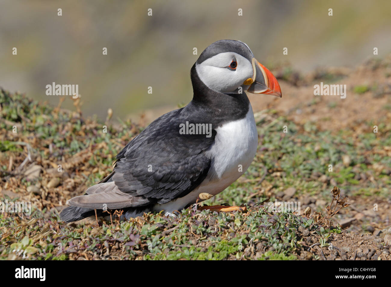 Macareux moine Banque D'Images