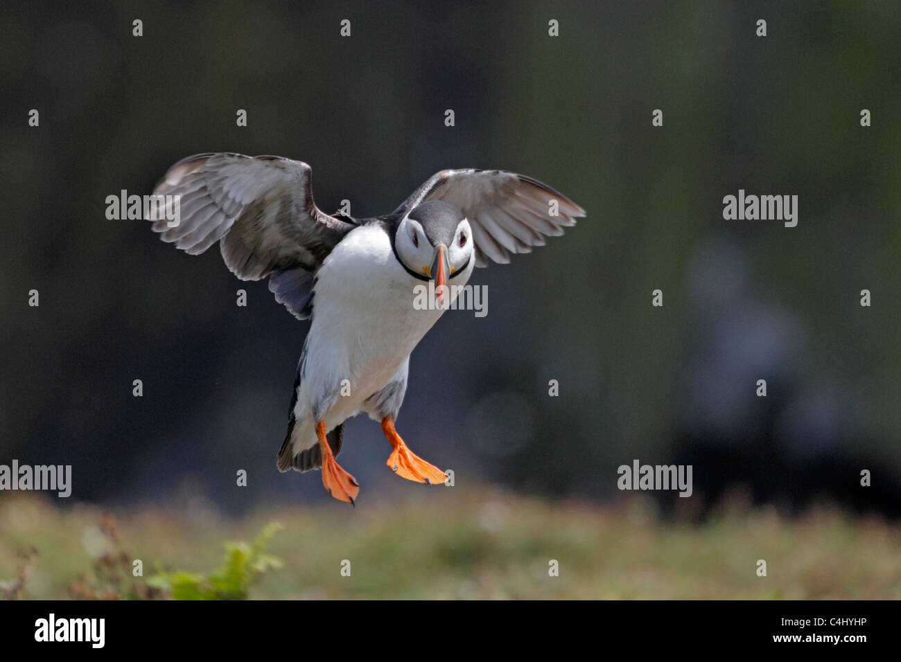 Macareux moine entrée en terre Banque D'Images