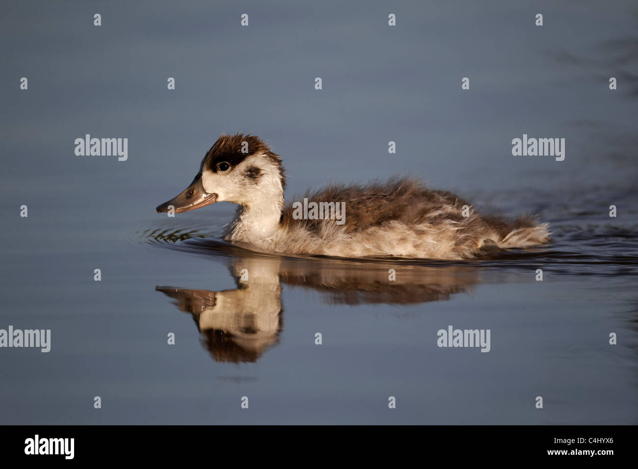 Tadorne Casarca Tadorna tadorna, seul, jeune oiseau sur l'eau, des Midlands, Juin 2011 Banque D'Images