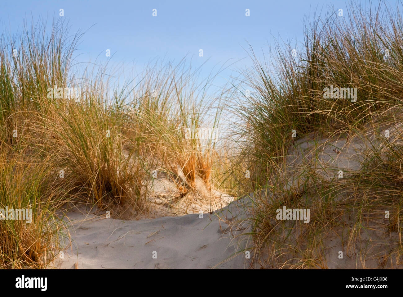 Dunes de sable de l'West Wittering Beach, England, UK Banque D'Images