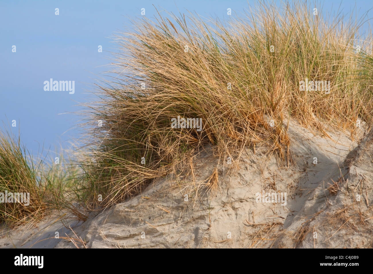 Dunes de sable de l'West Wittering Beach, England, UK Banque D'Images