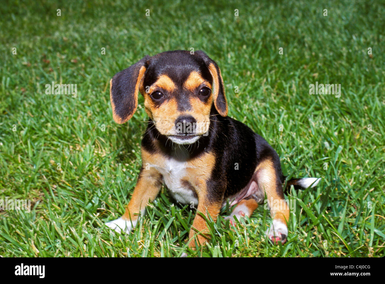 Chiot Beagle Bebe Assis Maladroitement Dans L Herbe En Attente Brievement Midwest Usa Photo Stock Alamy
