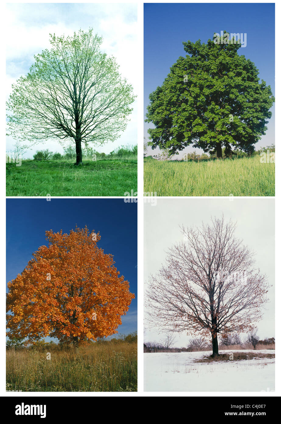 L'Érable à sucre (Acer saccharum) arbre dans dans les quatre saisons Banque D'Images