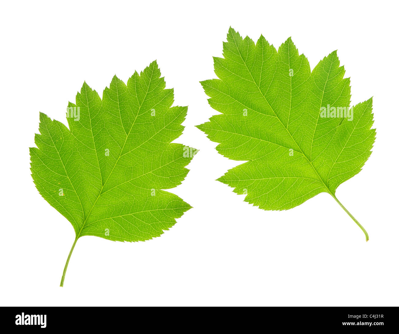 Feuille verte luxuriante isolé sur fond blanc Banque D'Images