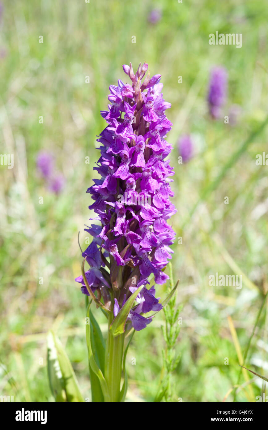 Marais du sud, orchidée Dactylorhiza praetermissa Banque D'Images