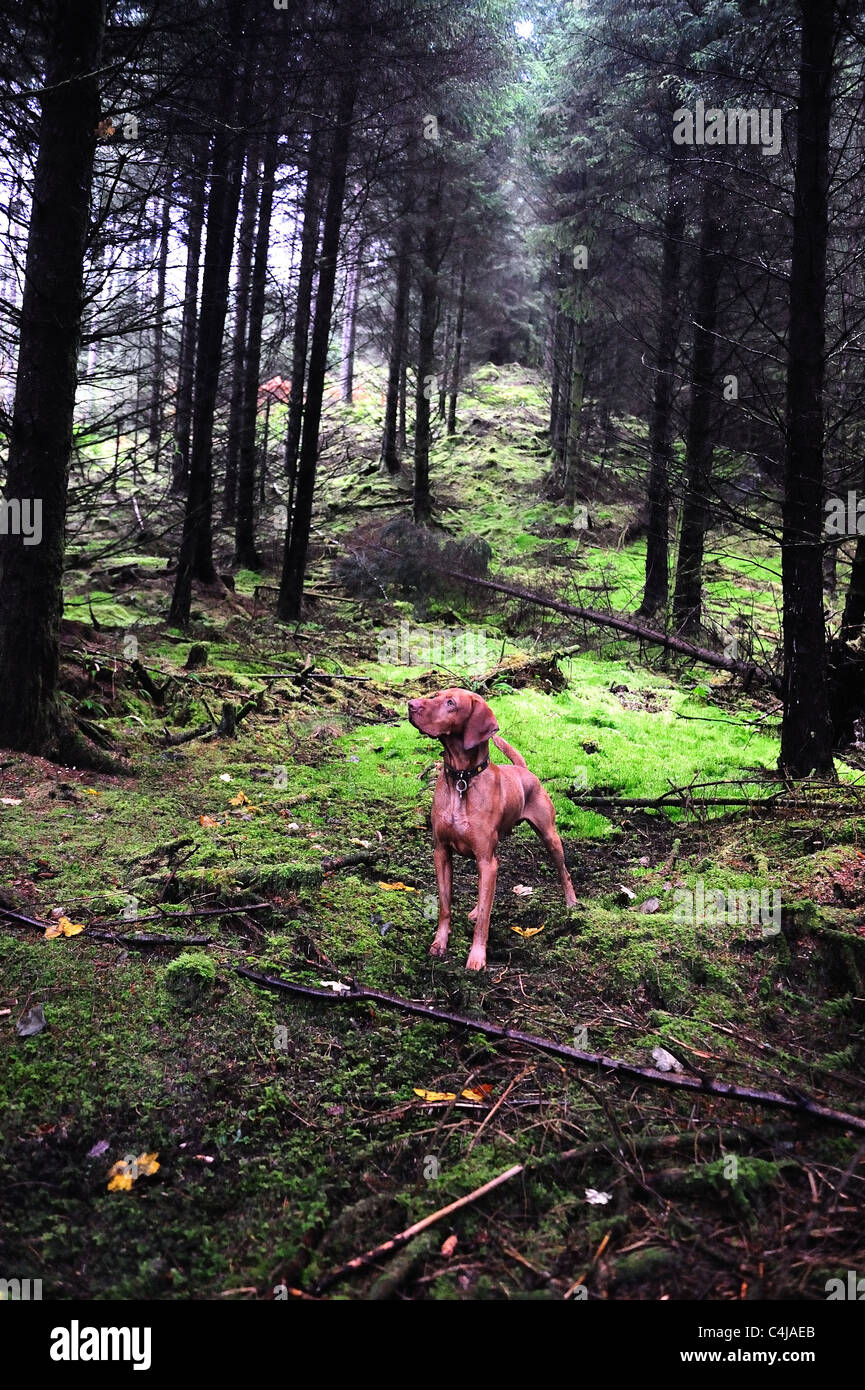 Hungarian Vizsla devint dans le parc Queen Elizabeth Forest Park sur les rives du Loch Ard Banque D'Images