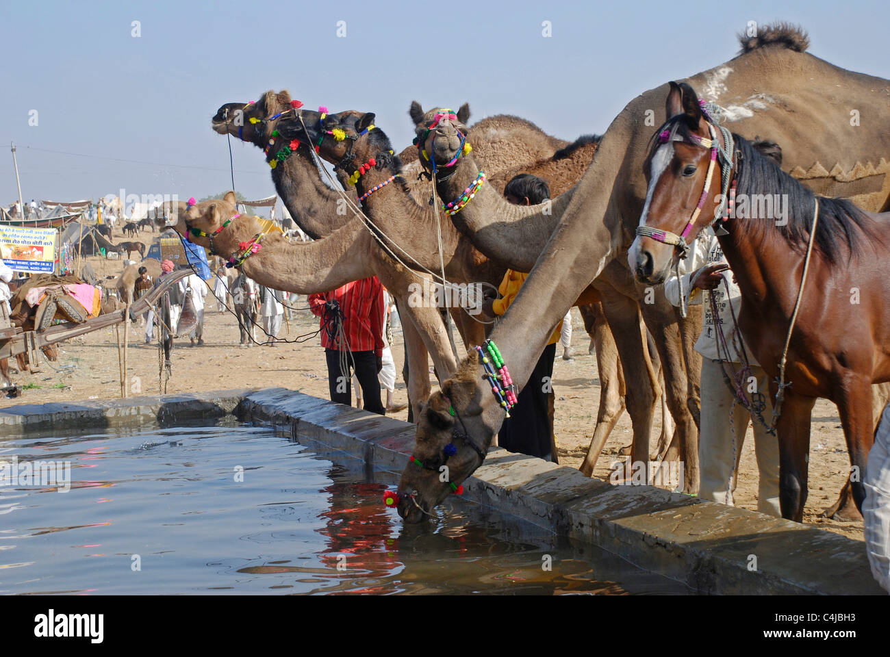 Les chameaux et les chevaux à la foire annuelle de chameau, Pushkar Banque D'Images