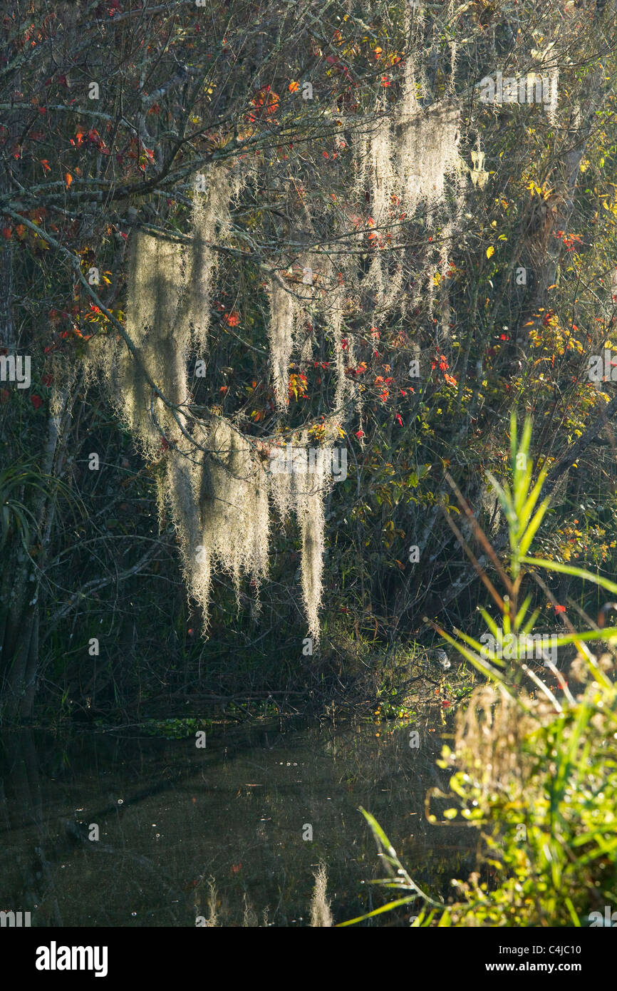 La mousse espagnole pendaison de cyprès chauve en Floride, marais Everglades, Big Cypress National Preserve, Florida, USA Banque D'Images