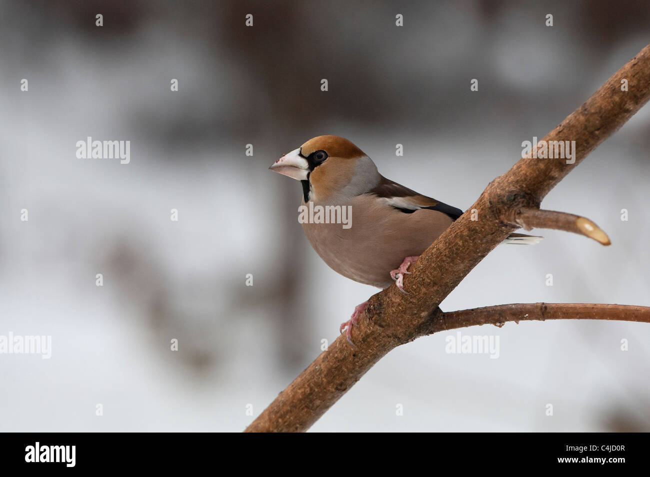 (Coccothraustes coccothraustes Hawfinch) perché sur branch Banque D'Images