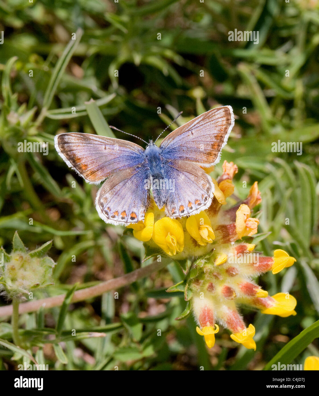 Forme couleur aberrante de la femelle probablement papillon bleu commun Polyommatus icarus Mendips Somerset Banque D'Images