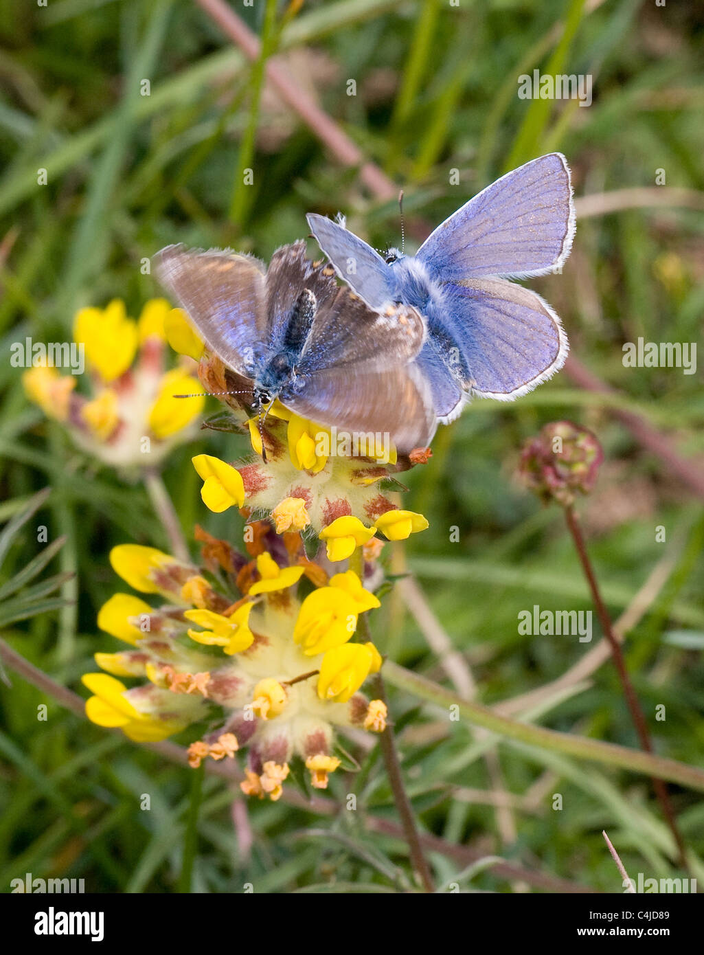Papillon Bleu commun Polyommatus icarus le comportement de cour montrant les battements d'ailes rapides femelles et bouleversé l'abdomen Banque D'Images