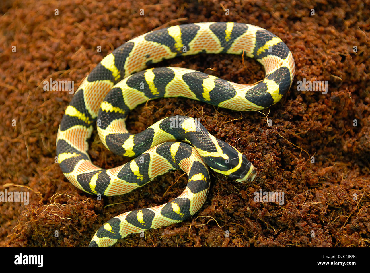 Serpent rat Mandarin Banque D'Images