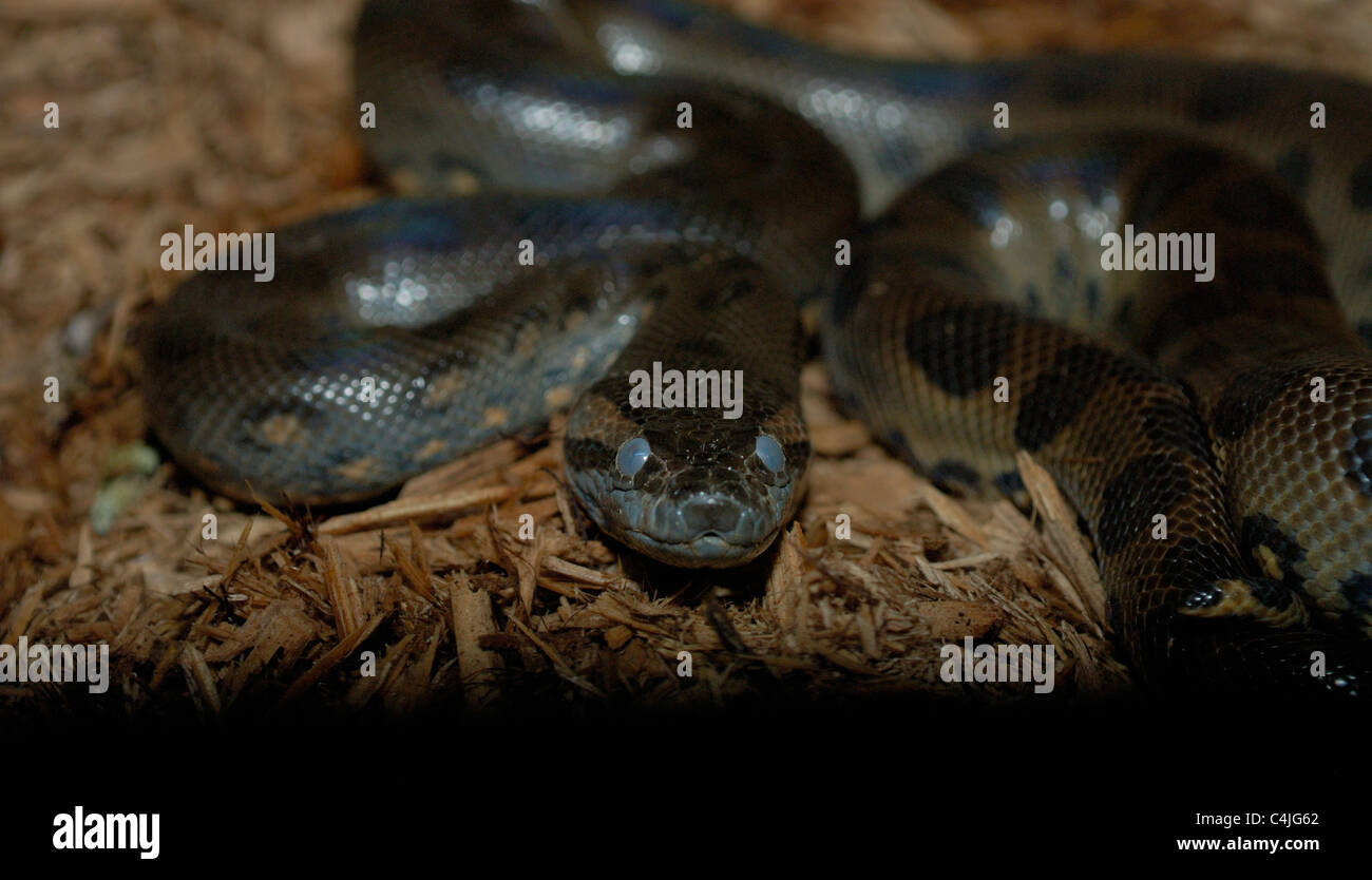 Délestage, Anaconda vert avec ses yeux fantomatique Banque D'Images