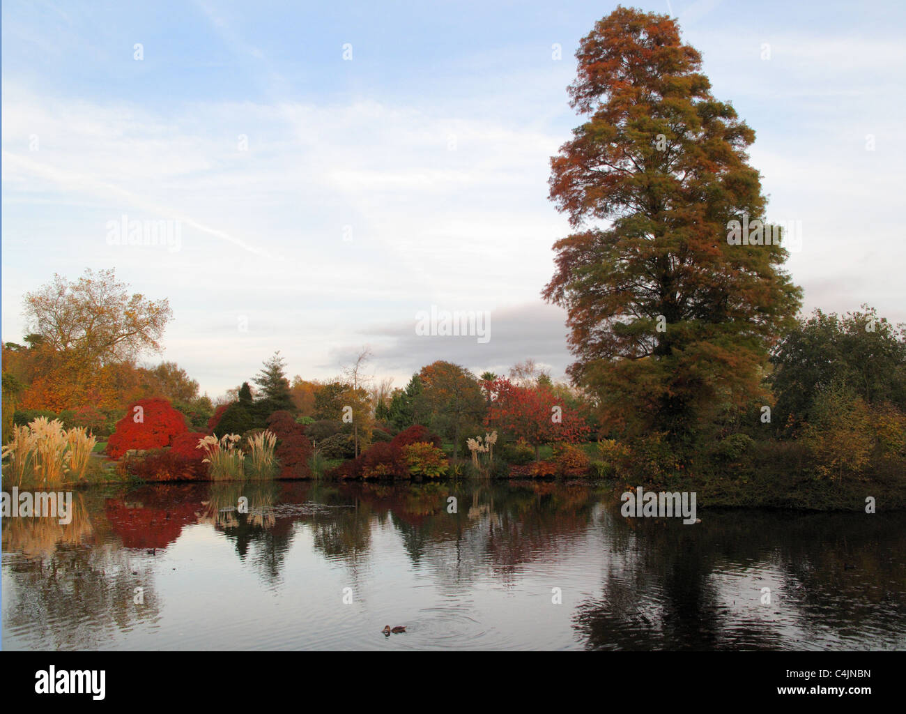 Wakehurst Place à l'automne Banque D'Images