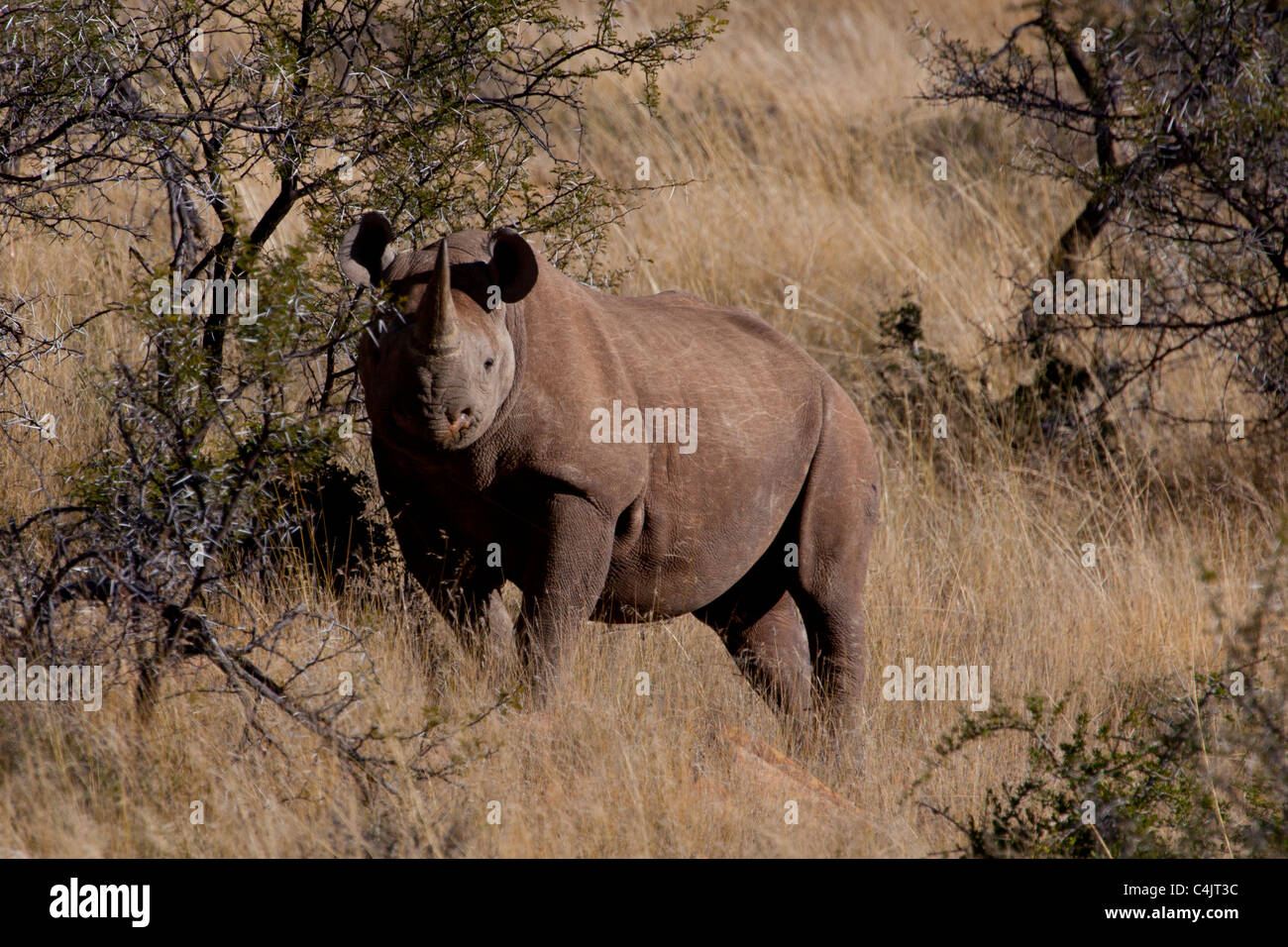 Le Rhinocéros noir (Diceros bicornis) dans la région de Mountain Zebra National Park, Afrique du Sud Banque D'Images