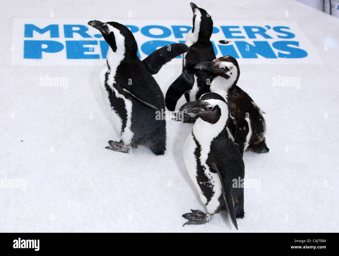 Les pingouins ARRIVENT À LA PREMIERE M. POPPER'S PENGUINS LOS ANGELES PREMIERE HOLLYWOOD LOS ANGELES CALIFORNIA USA 12 Juin 2011 Banque D'Images