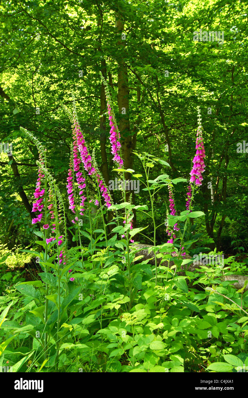 Digitalis purpurea ou conjoint de plus en plus digitale dans l'ombre la forêt dans le Buckinghamshire, Royaume-Uni Banque D'Images
